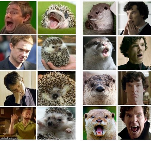 A 4x4 grid of pictures of Martin Freeman as Doctor Watson with matching hedgehogs, and pictures of Benedict Cumberbatch as Sherlock Holmes with matching otters